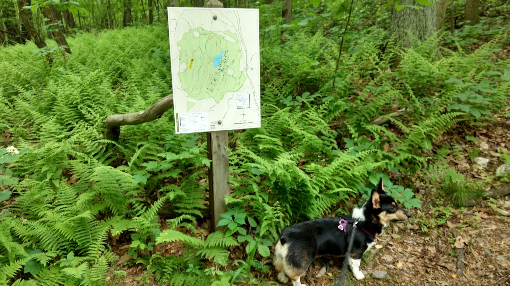 are dogs allowed at greenbrier state park